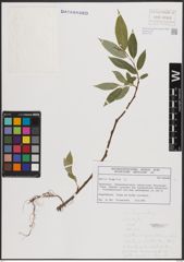 Foto von Salix fragilis L.